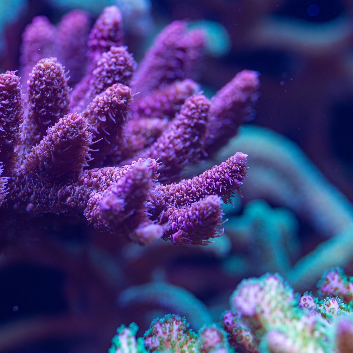 Purple_Coral