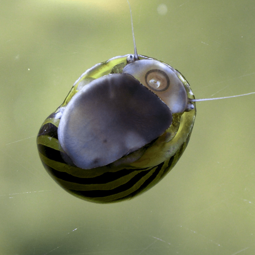 Snail