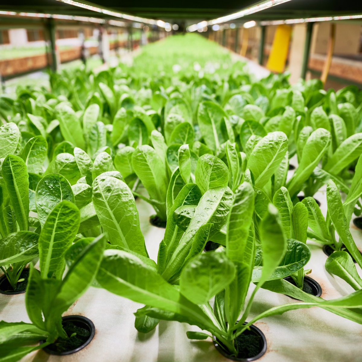 Hydroponics-Farm